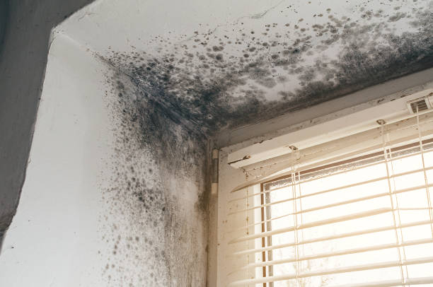 Affordable Attic Mold Remediation solutions in Sharpsburg, NC